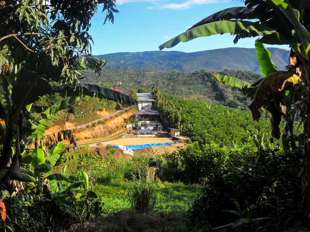 Costa Rica La Candelilla Micromill Finca Palmilera Typica Honey