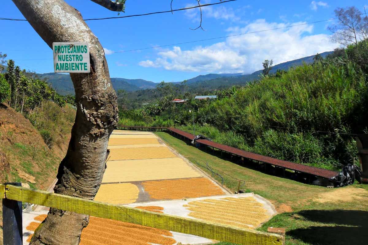 Costa Rica La Candelilla Micromill Finca Palmilera Typica Honey