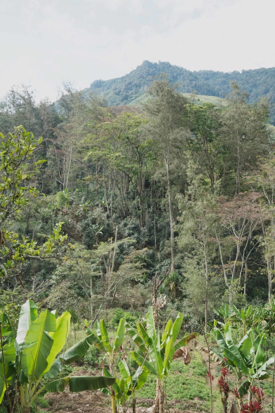 Papua New GuineaFTO Chuave ORGANIC (Oceania) Celery City Coffee Roasters