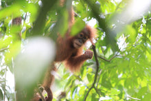 Load image into Gallery viewer, Sumatra Orangutan Coffee Project (Indonesia)