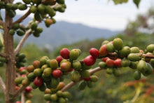 Load image into Gallery viewer, Sumatra Orangutan Coffee Project (Indonesia)