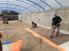 Load image into Gallery viewer, Sumatra Orangutan Coffee Project (Indonesia)