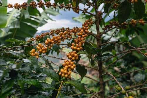 Brazil-Natural-Fazenda Santa Ines-Yellow Burbon
