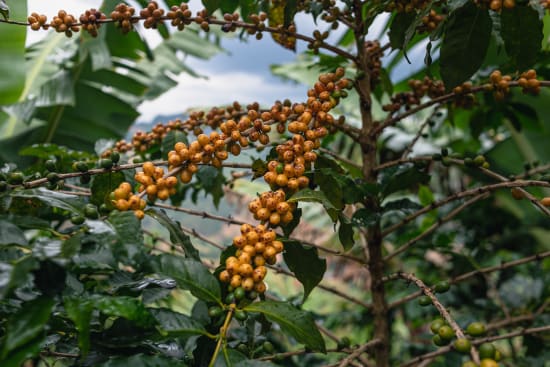 Brazil-Natural-Fazenda Santa Ines-Yellow Burbon