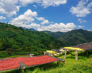 Burundi Butegana Kayanza Anaerobic Washed Cima Yeast--Microlot