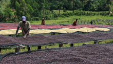 Load image into Gallery viewer, Burundi Butegana Kayanza Anaerobic Washed Cima Yeast--Microlot