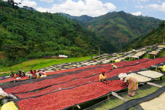 Burundi Butegana Kayanza Anaerobic Washed Cima Yeast--Microlot