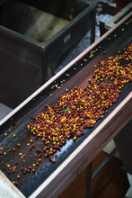 Load image into Gallery viewer, Costa Rica Las Lajas Micromill | Honey Processed Coffee