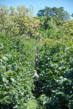 Load image into Gallery viewer, Costa Rica Las Lajas Micromill | Honey Processed Coffee