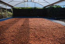 Load image into Gallery viewer, Costa Rica Las Lajas Micromill | Honey Processed Coffee