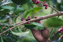 Load image into Gallery viewer, Papua New Guinea -Kunjin-Wahgi Valley-Single Origin