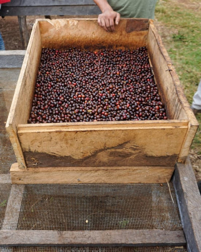 TANZANIA- Peaberry-Luyombe-Microlot - Fully Washed