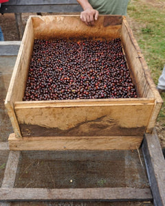 TANZANIA-Luyombe- Peaberry-Microlt - Fully Washed