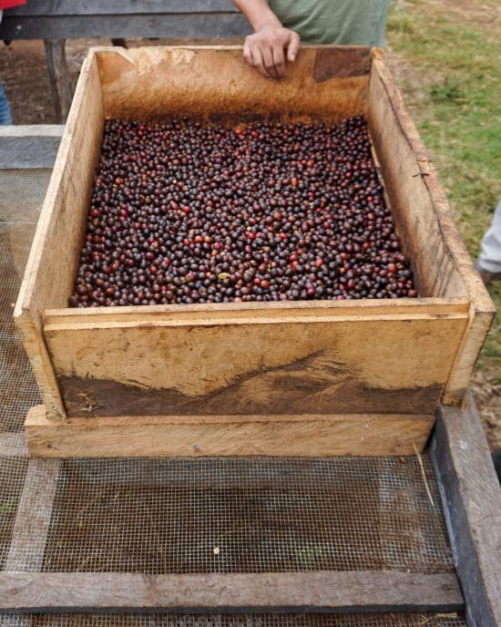 TANZANIA-Luyombe- Peaberry-Microlt - Fully Washed