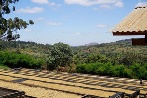 TANZANIA-Luyombe- Peaberry-Microlt - Fully Washed