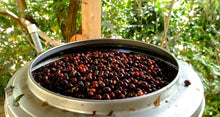 Load image into Gallery viewer, EL SALVADOR-Anaerobic Natural-Microlot  **Limited Quantitys**