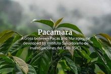 Load image into Gallery viewer, EL SALVADOR-Anaerobic Natural-Microlot  **Limited Quantitys**