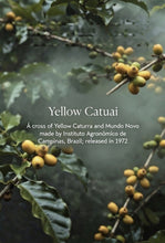 Load image into Gallery viewer, Brazil-Fazenda Santa Clara-Anaerobic Natural Microlot