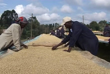 Load image into Gallery viewer, Kenya Mutitu Kirinyaga | AA Coffee | MICROLOT | Single Origin Coffee