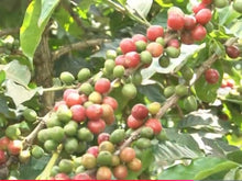 Load image into Gallery viewer, Kenya Mutitu Kirinyaga | AA Coffee | MICROLOT | Single Origin Coffee