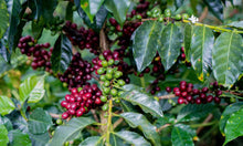 Load image into Gallery viewer, Peru Gilmer Cordova Finca Ecologica-Huabal-Marshel-Natural-Microlot Coffee-Grown organically at origin
