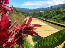 Load image into Gallery viewer, Costa Rica La Candelilla Micromill - Finca Palmilera - Typica - Honey - Microlot