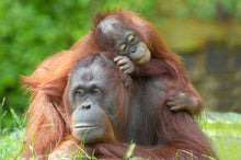 Load image into Gallery viewer, Sumatra Orangutan Coffee Project (Indonesia)