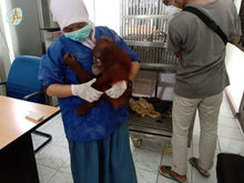 Load image into Gallery viewer, Sumatra Orangutan Coffee Project (Indonesia)