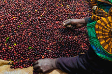 Load image into Gallery viewer, TANZANIA Peaberry-Southern Blend - Fully Washed