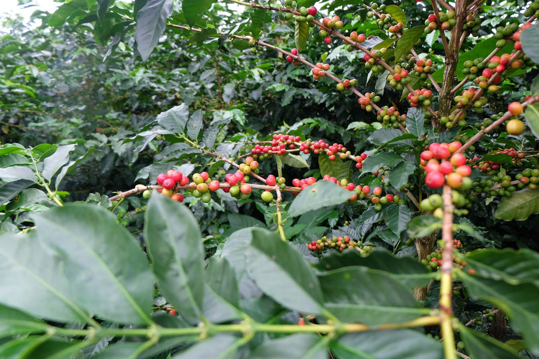 Costa Rica Tarrazu